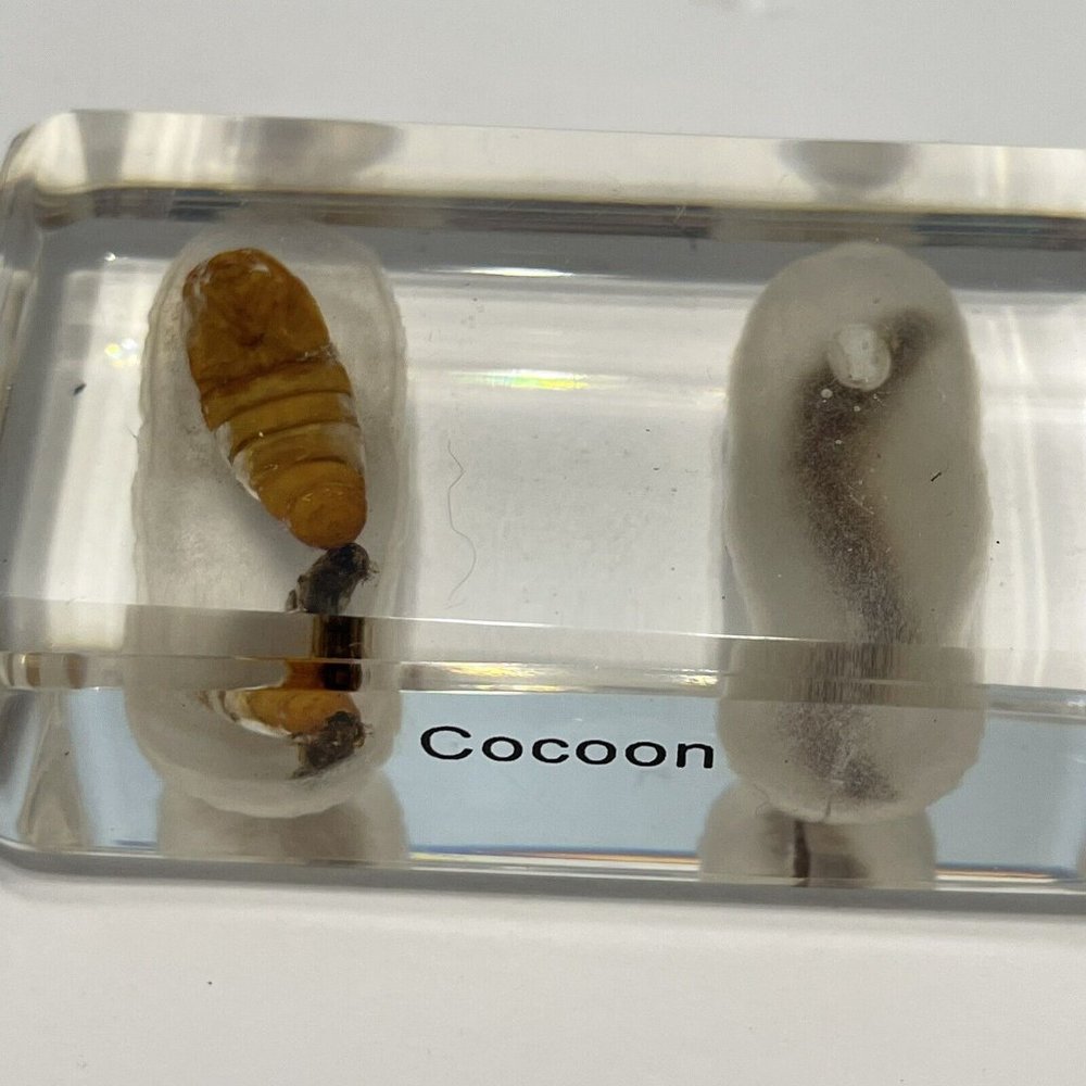 4- Insect Resin Silkworm Moth Cycle Egg Paperweight Taxidermy Specimen Science - Picture 5 of 9